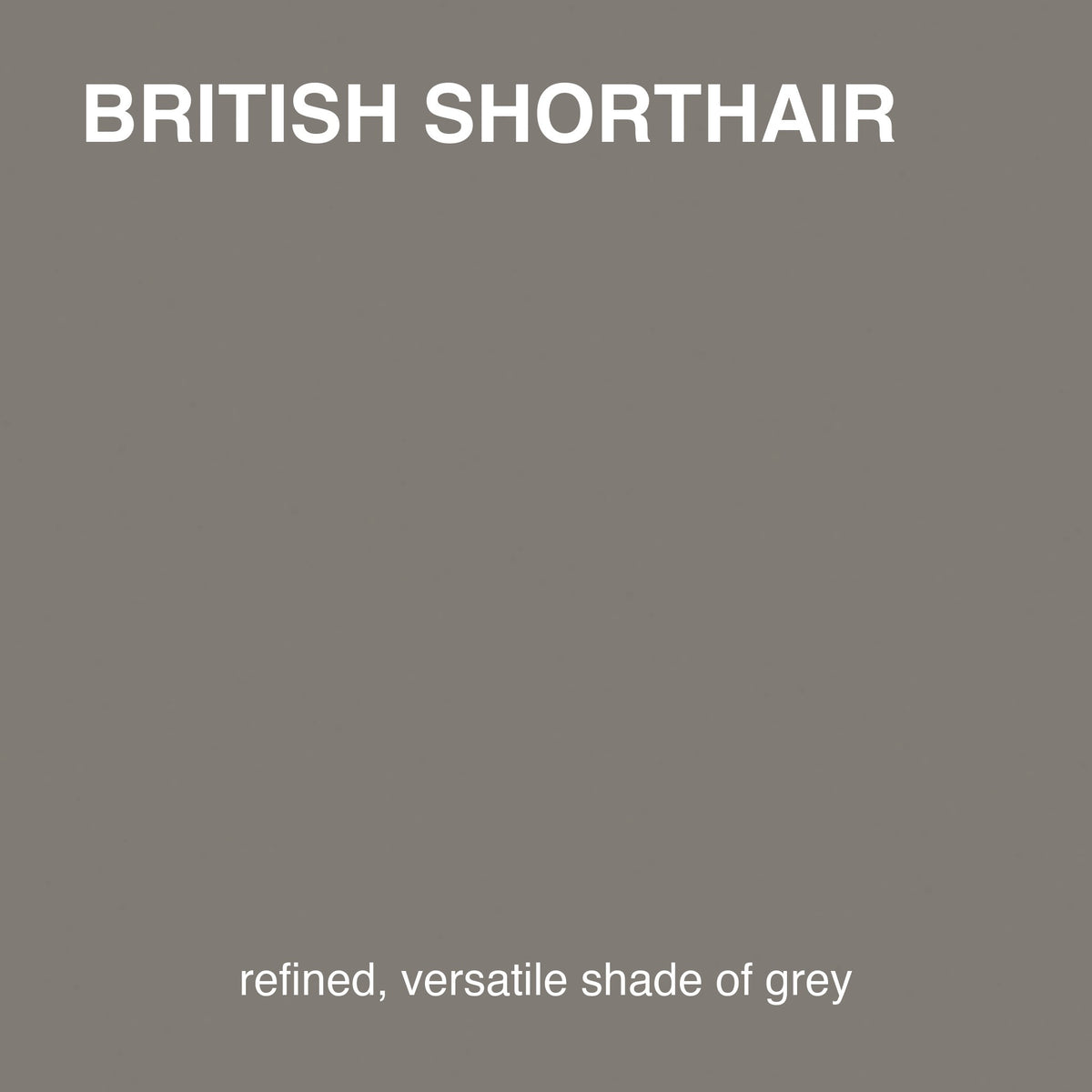 British Shorthair colour tile