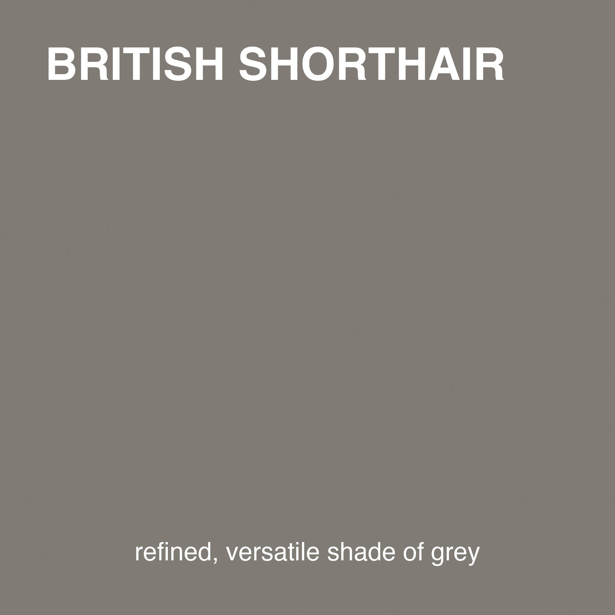 British Shorthair colour tile