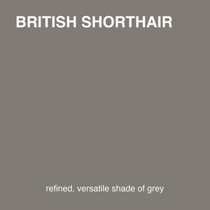 British Shorthair colour tile