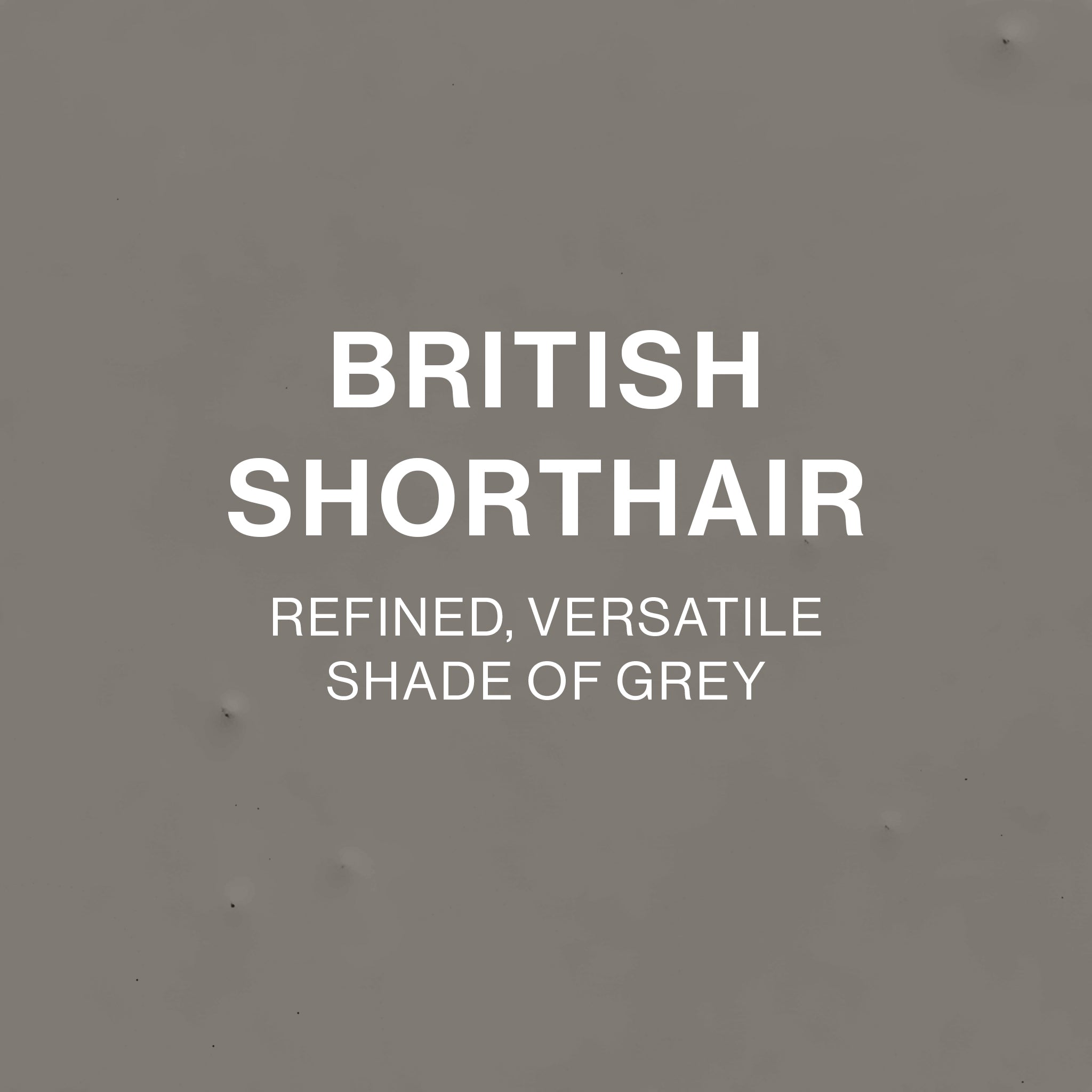 BRITISH SHORTHAIR